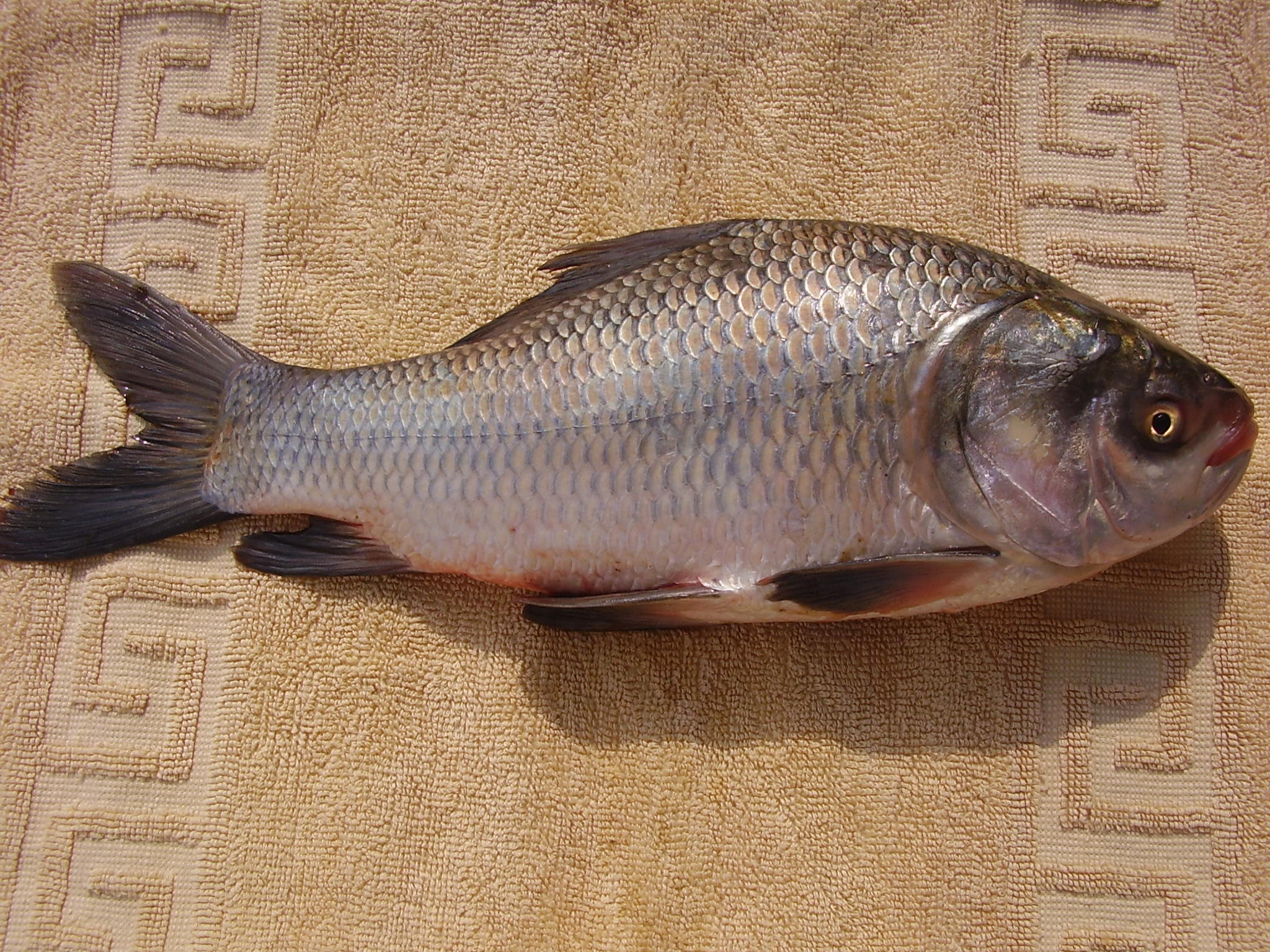 katla obecná (Catla catla)