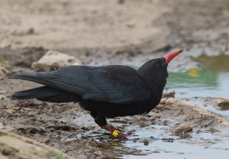 kavče červenozobé (Pyrrhocorax pyrrhocorax)