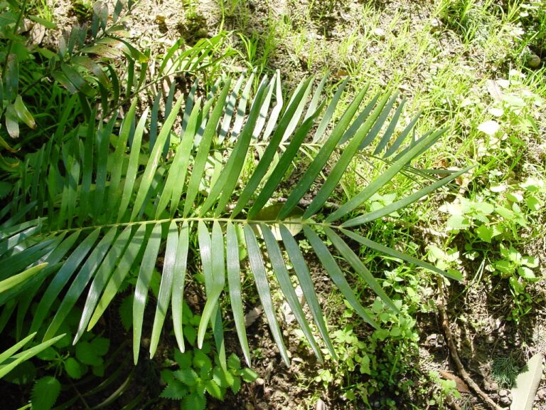 keják celolistý keják celolistý (Zamia integrifolia)