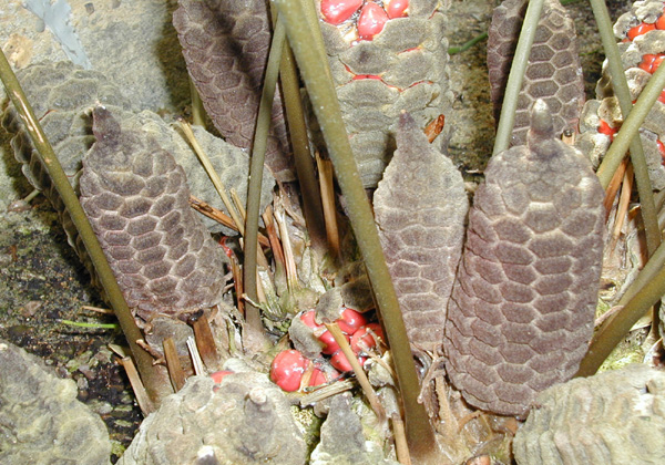 keják drobný (Zamia pumila)