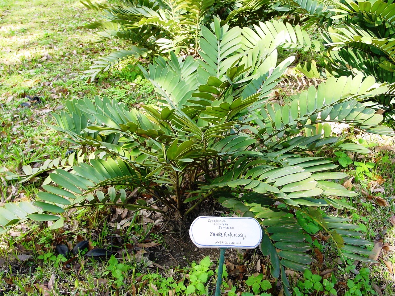 keják otrubnatý (Zamia furfuracea)