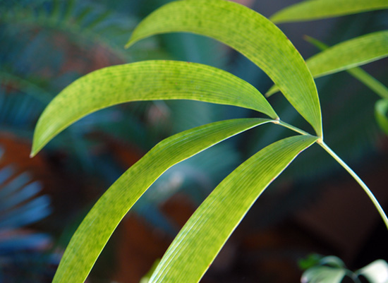 keják Roezlův (Zamia roezlii)