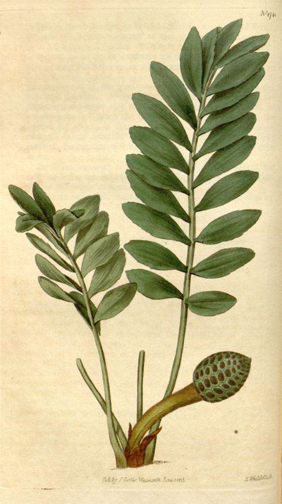 keják trpasličí (Zamia pygmaea)