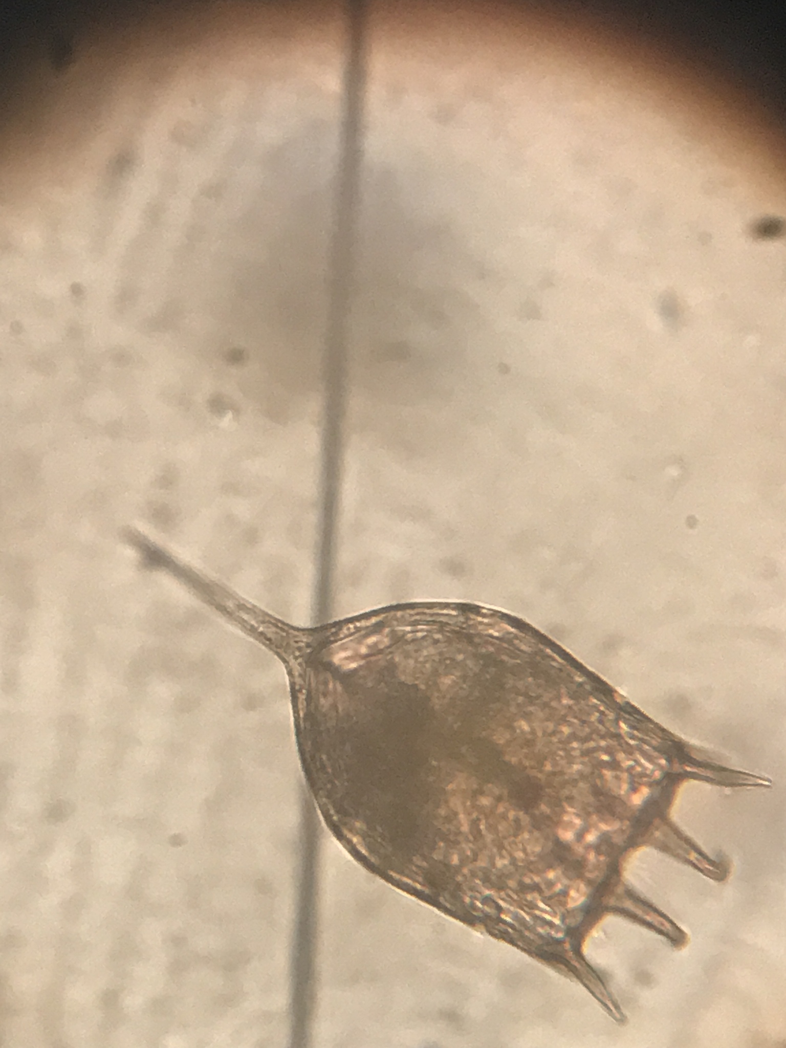 Keratella cochlearis