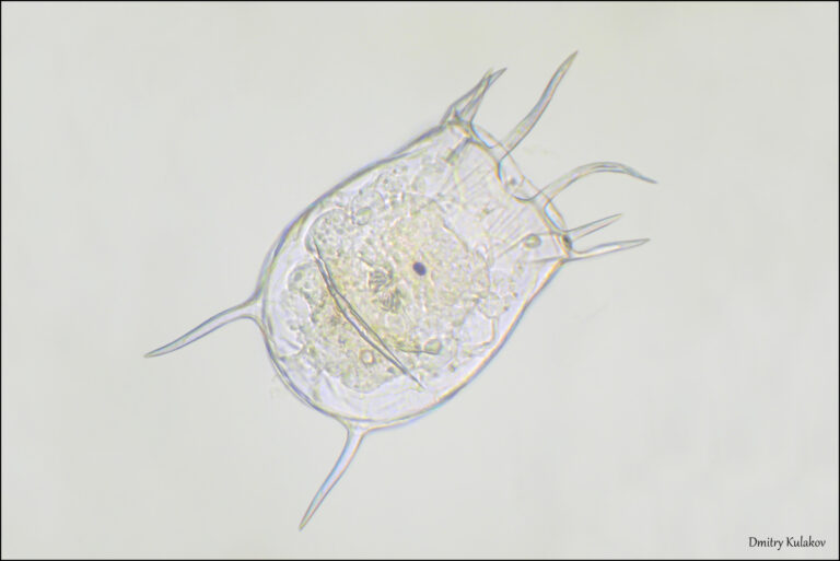 Keratella quadrata