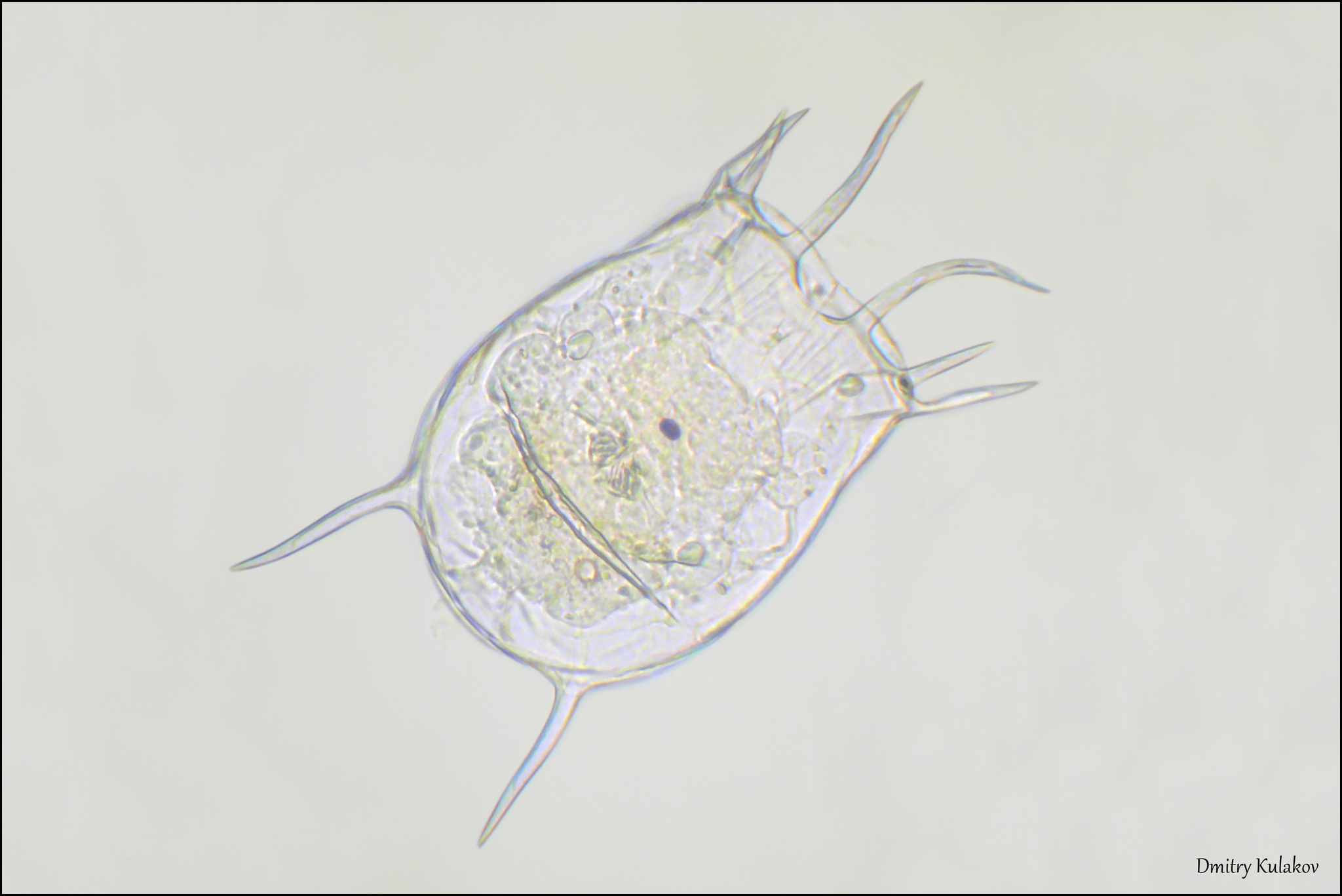 Keratella quadrata