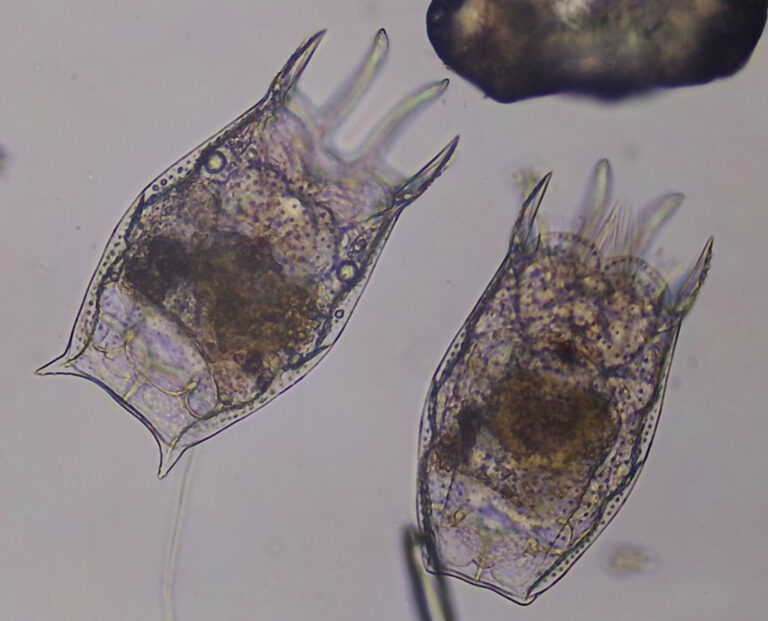 Keratella serrulata