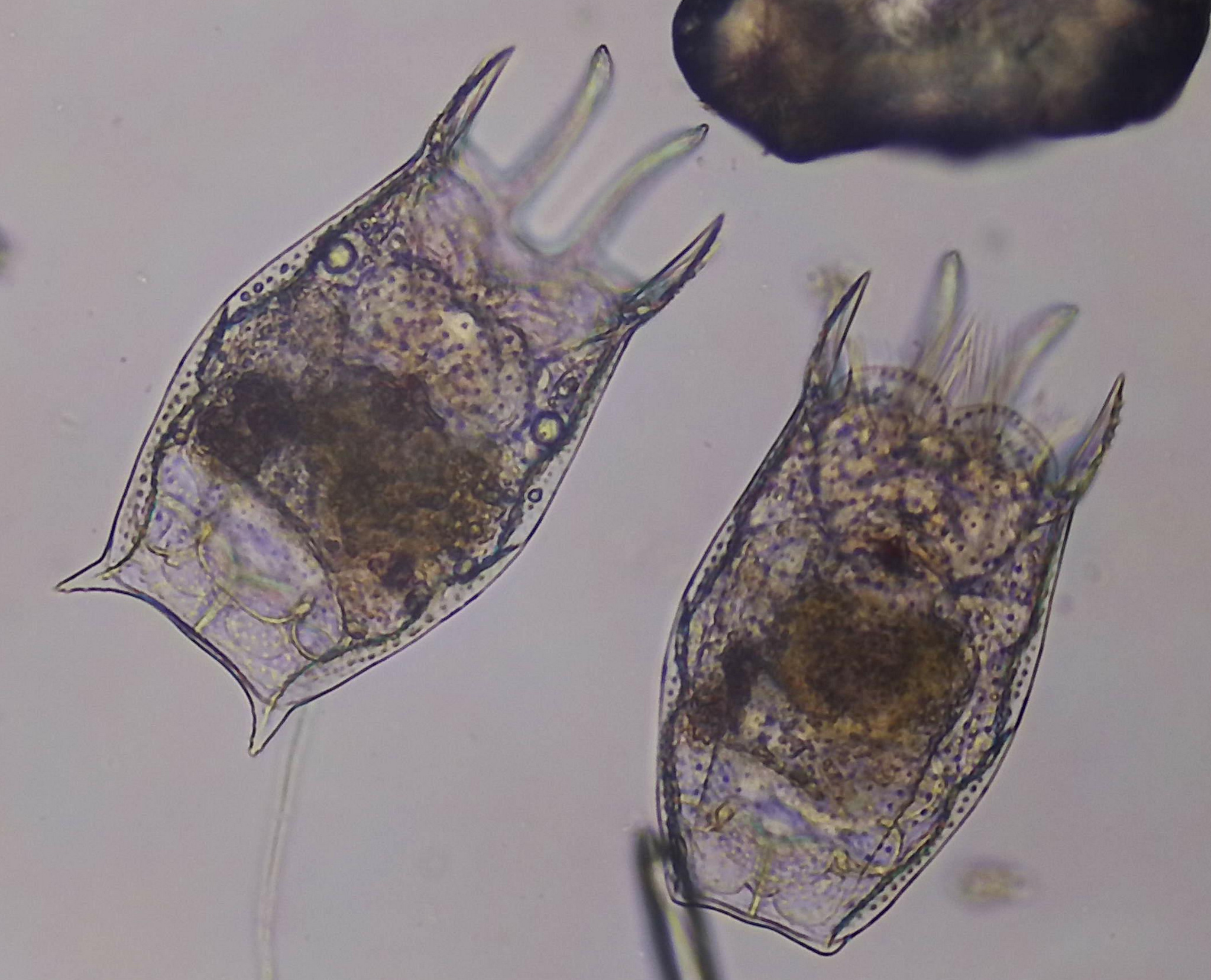 Keratella serrulata