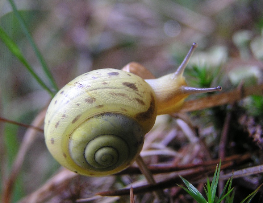keřovka plavá (Fruticicola fruticum)