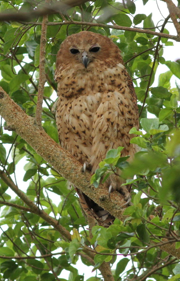 ketupa Pelova (Scotopelia peli)