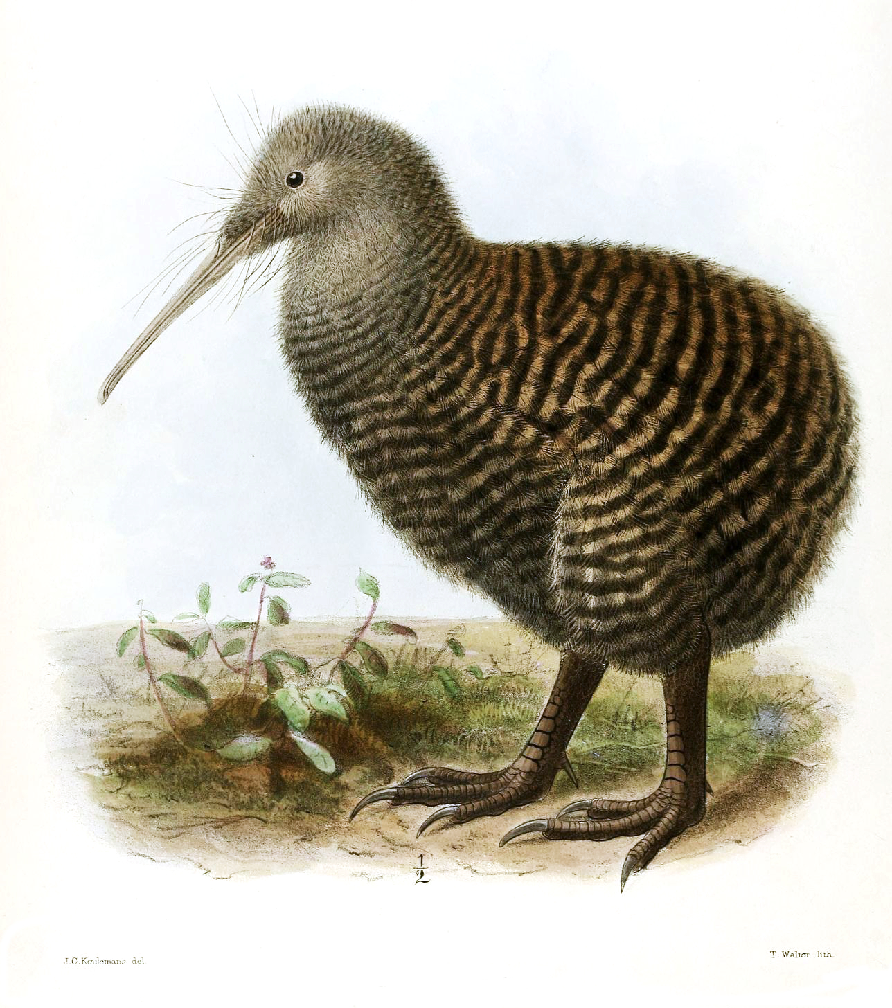 kivi Haastův (Apteryx haastii)