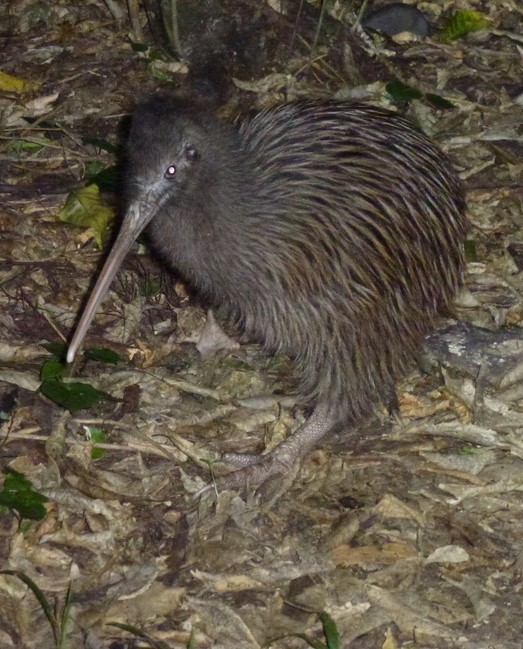kivi okaritský (Apteryx rowi)