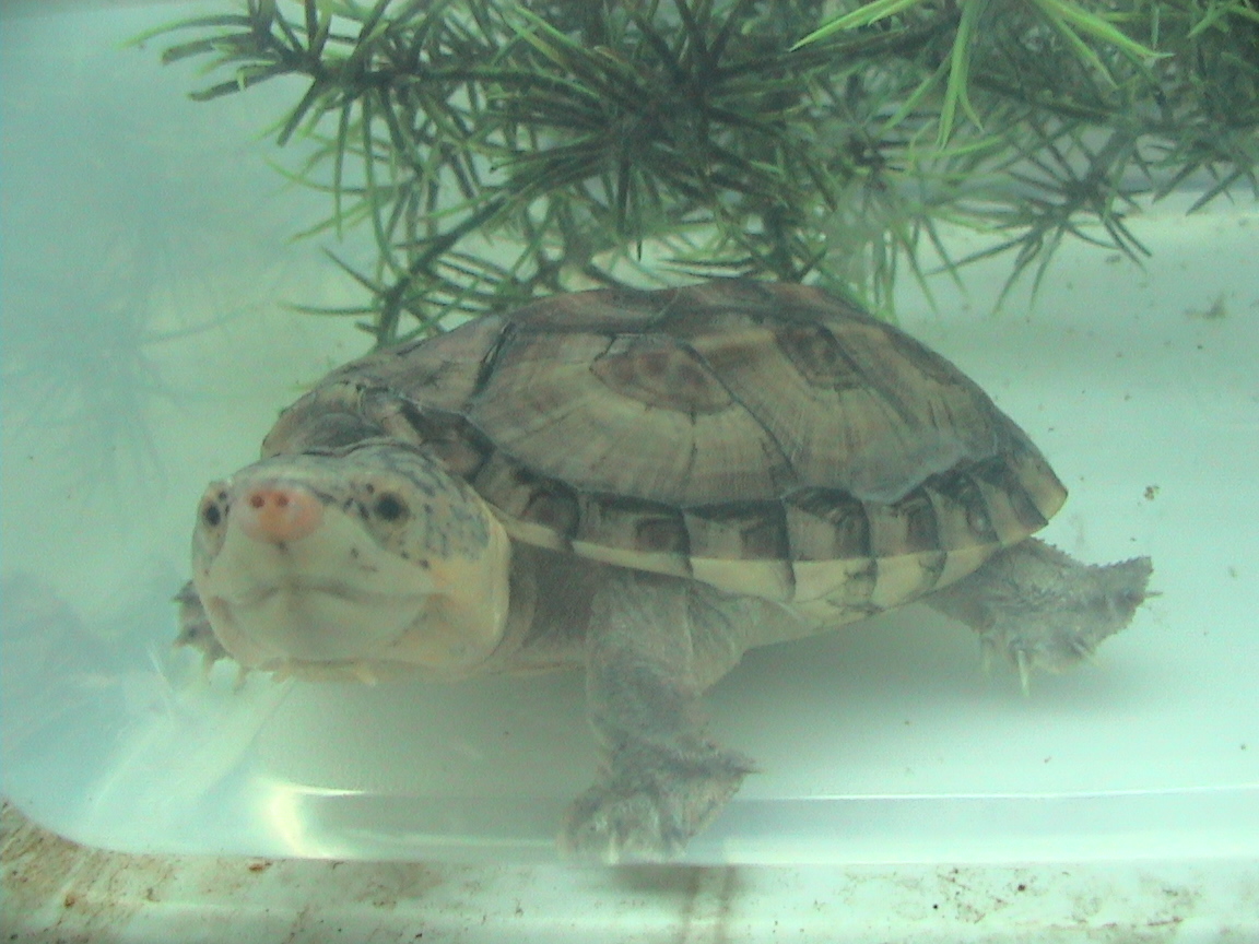klapavec Salvinův (Staurotypus salvinii)