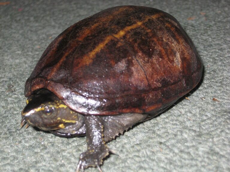 klapavka floridská (Kinosternon baurii)