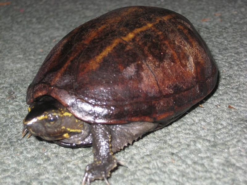 klapavka floridská (Kinosternon baurii)
