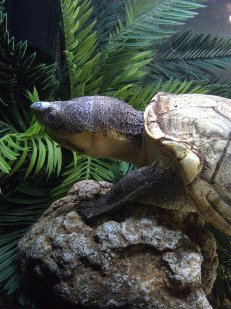 klapavka hrubonohá (Kinosternon hirtipes)