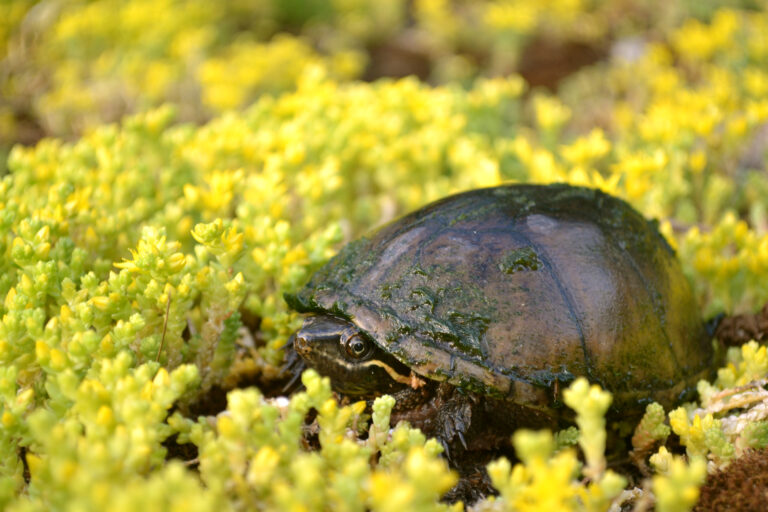 klapavka obecná (Sternotherus odoratus)