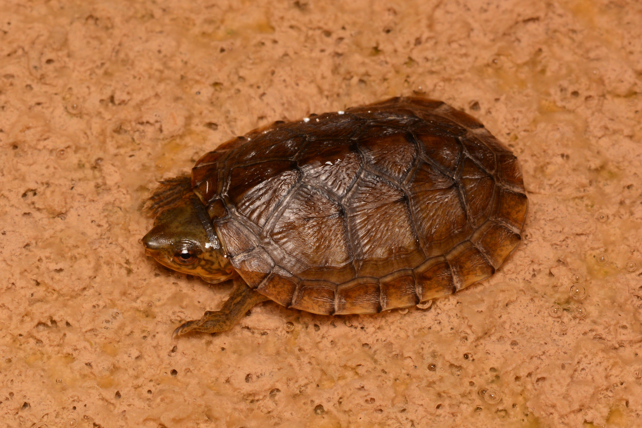 klapavka yucatanská (Kinosternon creaseri)