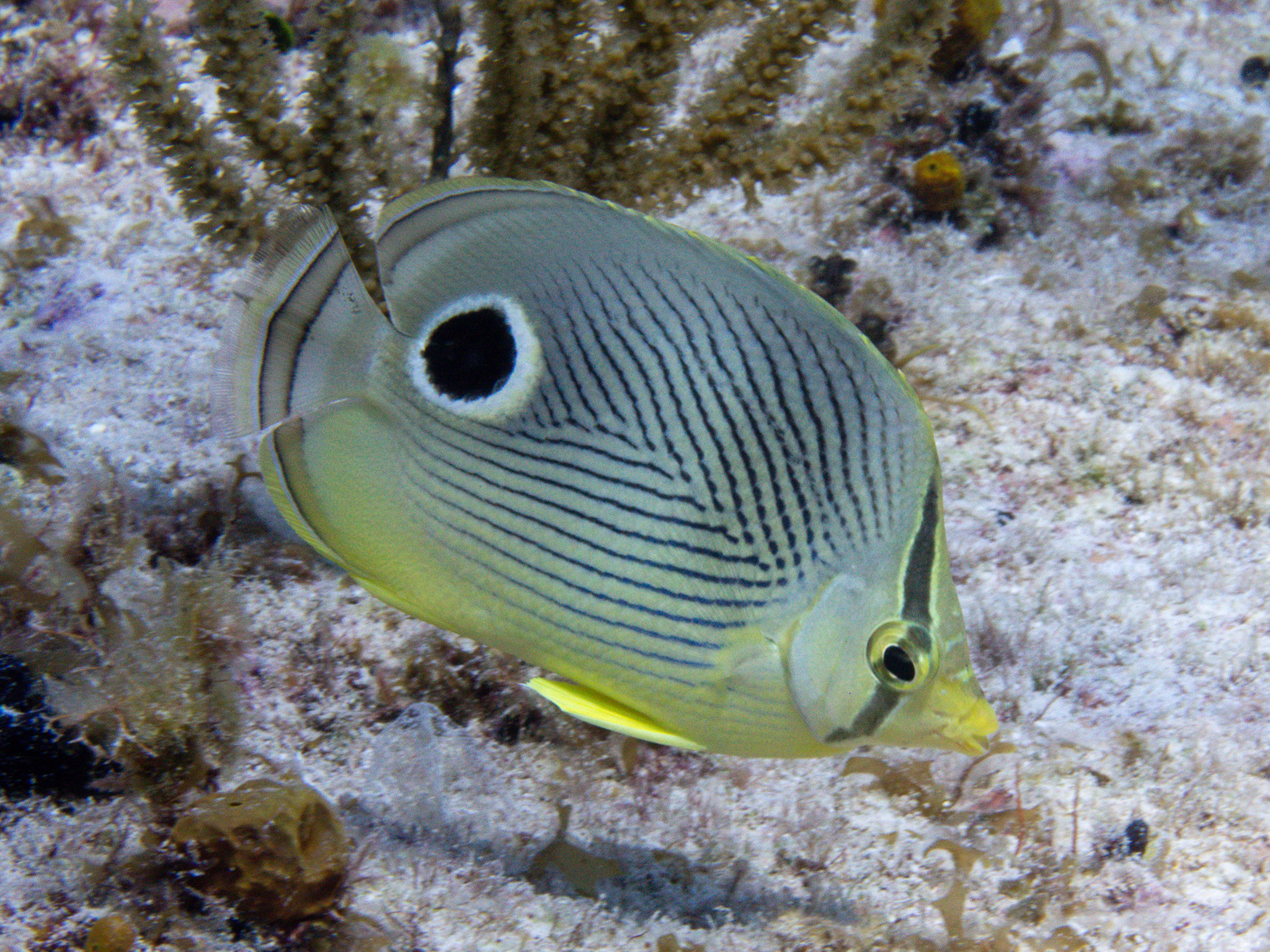 klipka čtyřoká (Chaetodon capistratus)