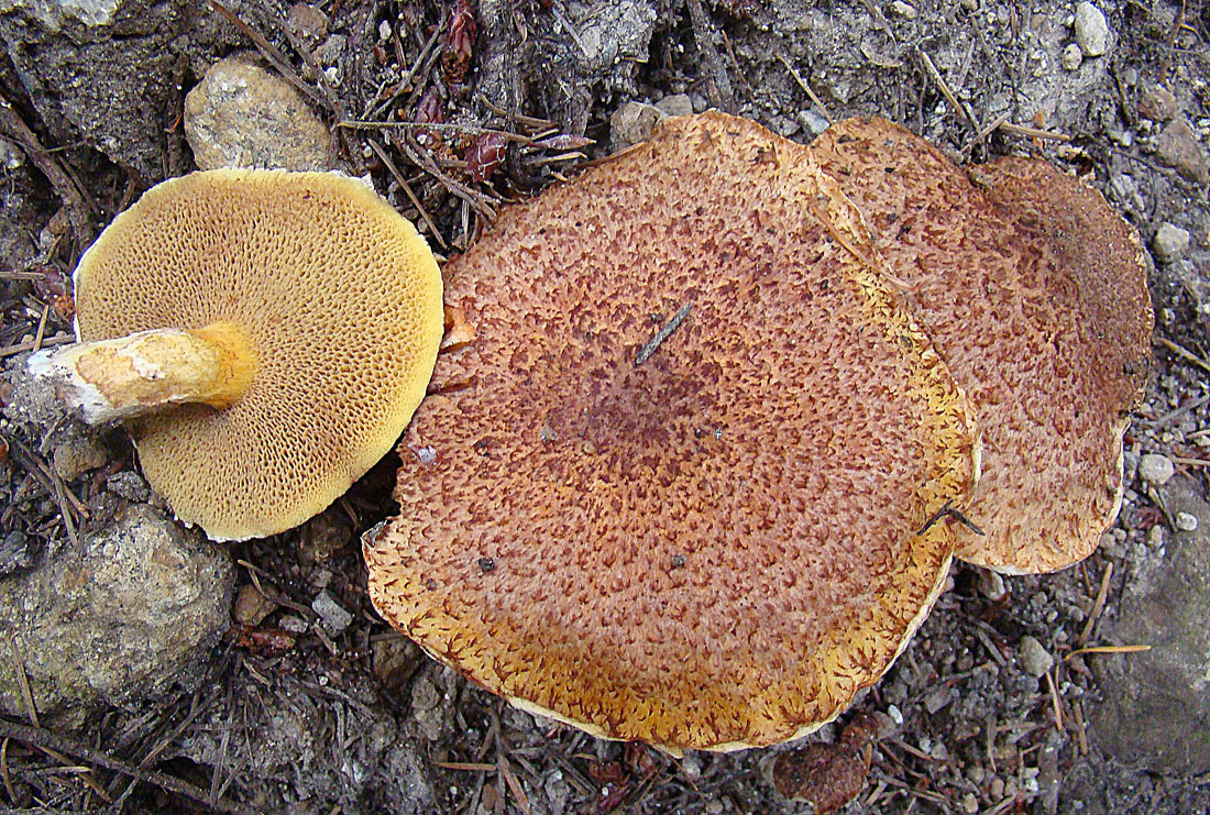 klouzek douglaskový (Suillus lakei)