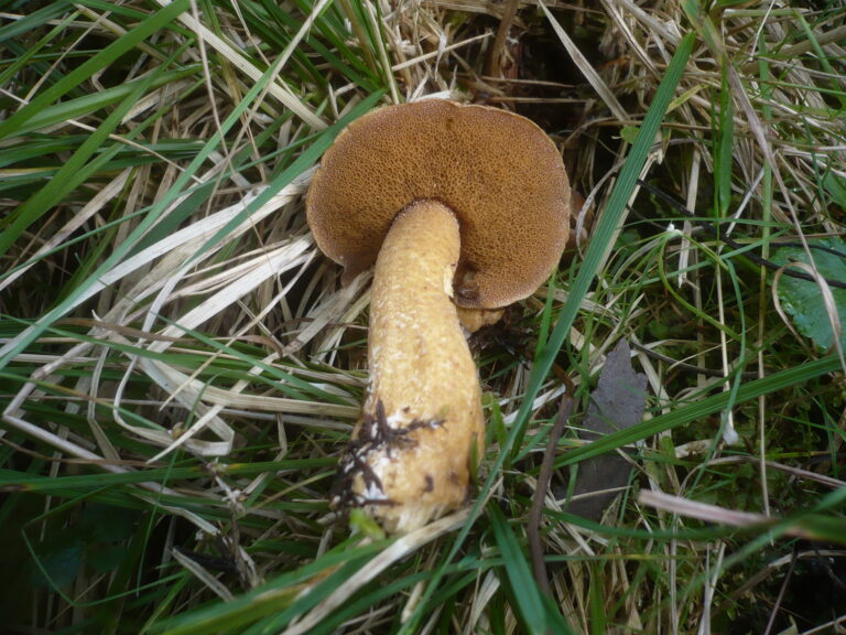 klouzek limbový (Suillus plorans)