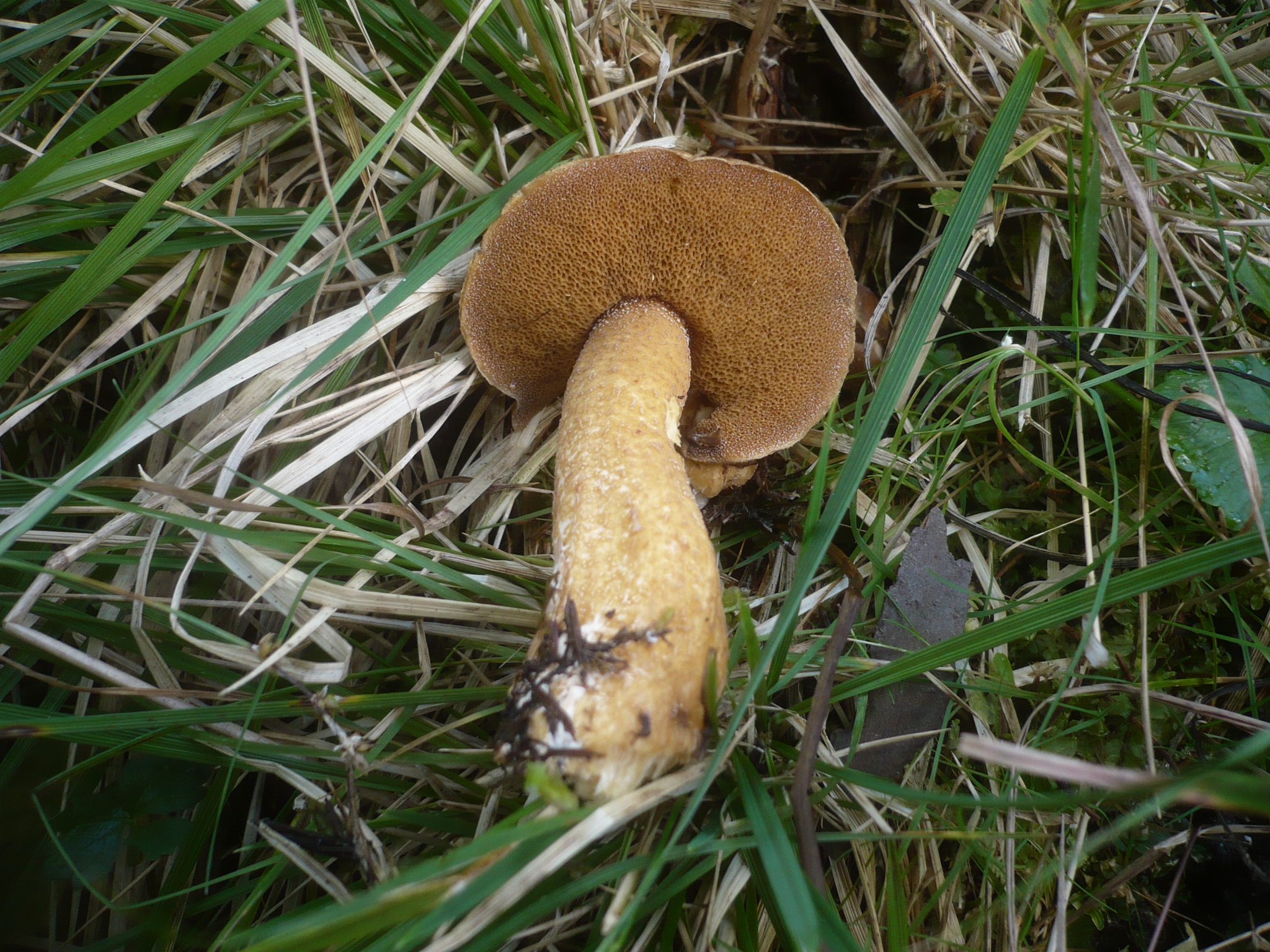 klouzek limbový (Suillus plorans)