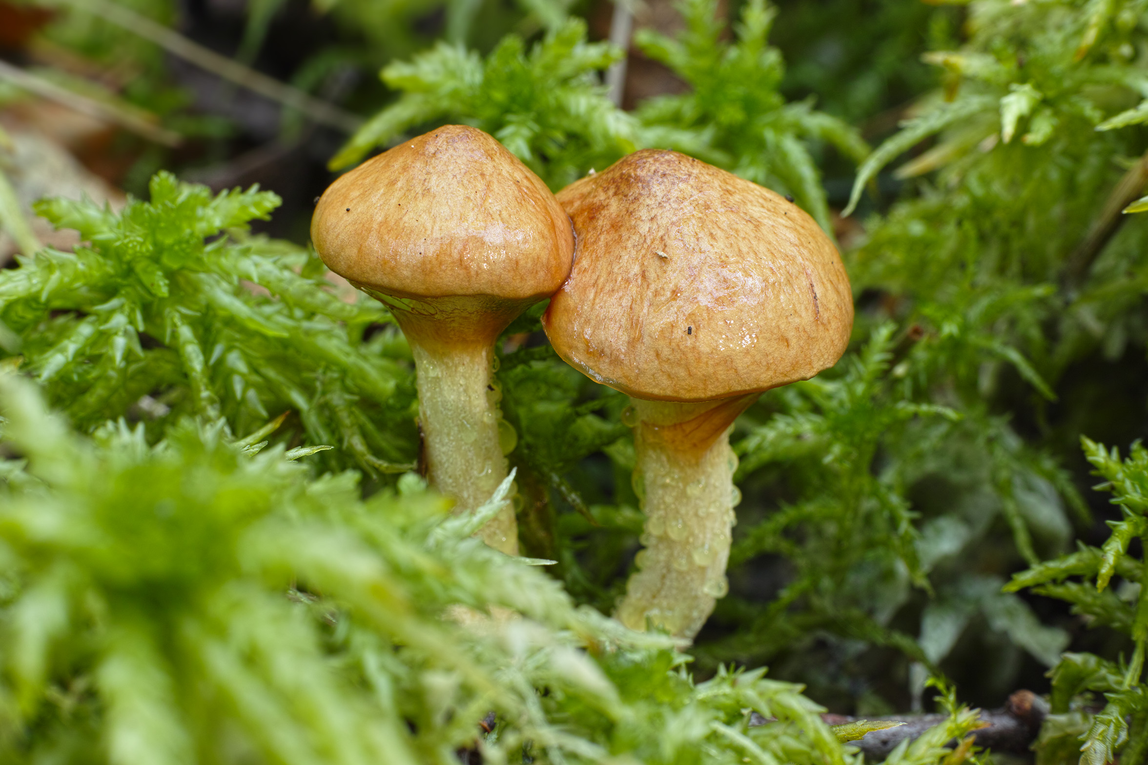 klouzek žlutavý (Suillus flavidus)