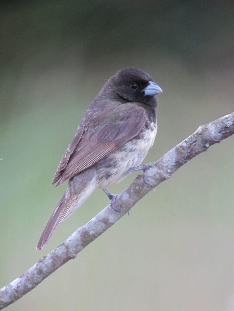 kněžík černohrdlý (Sporophila nigricollis)