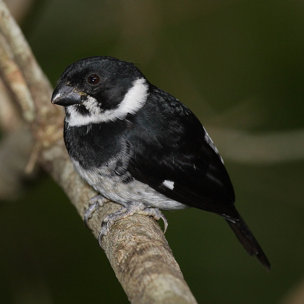 kněžík proměnlivý (Sporophila corvina)