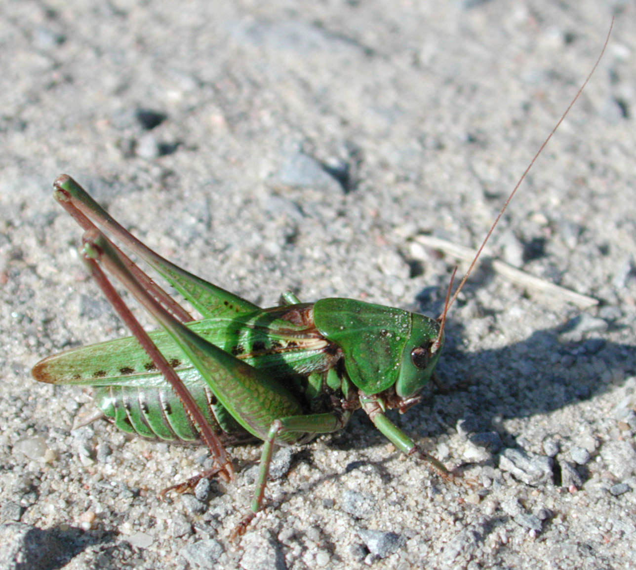 kobylka hnědá (Decticus verrucivorus)