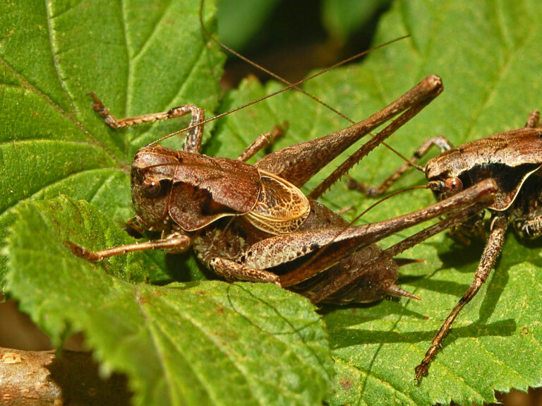 kobylka křovištní (Pholidoptera griseoaptera)