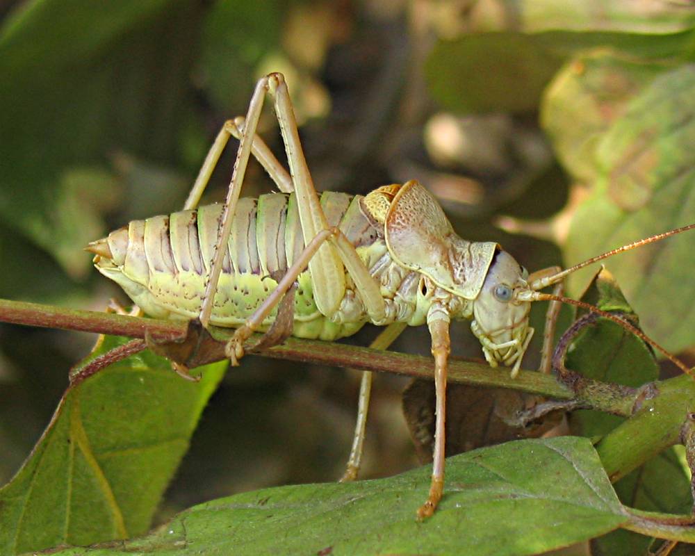 kobylka révová (Ephippiger ephippiger)