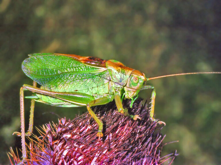 kobylka zpěvavá (Tettigonia cantans)