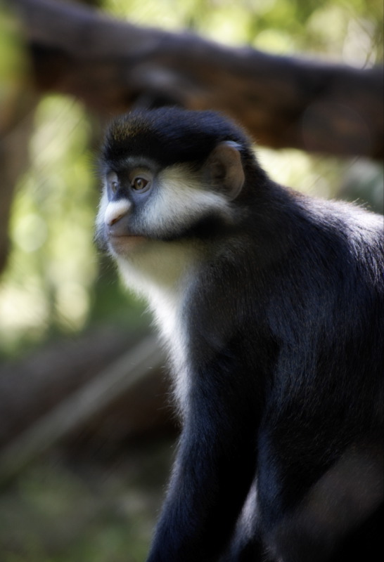kočkodan černolící (Cercopithecus ascanius)