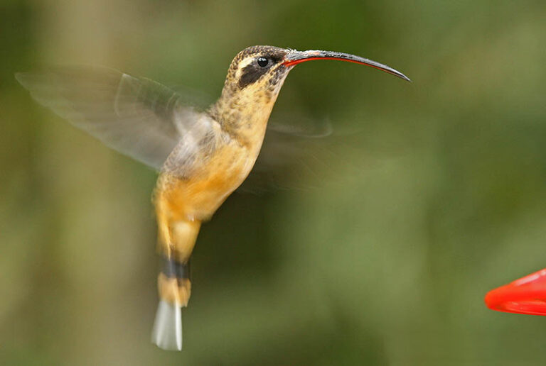 kolibřík dlouhoocasý (Phaethornis syrmatophorus)