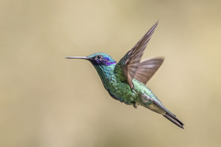 kolibřík modrolící (Colibri coruscans)