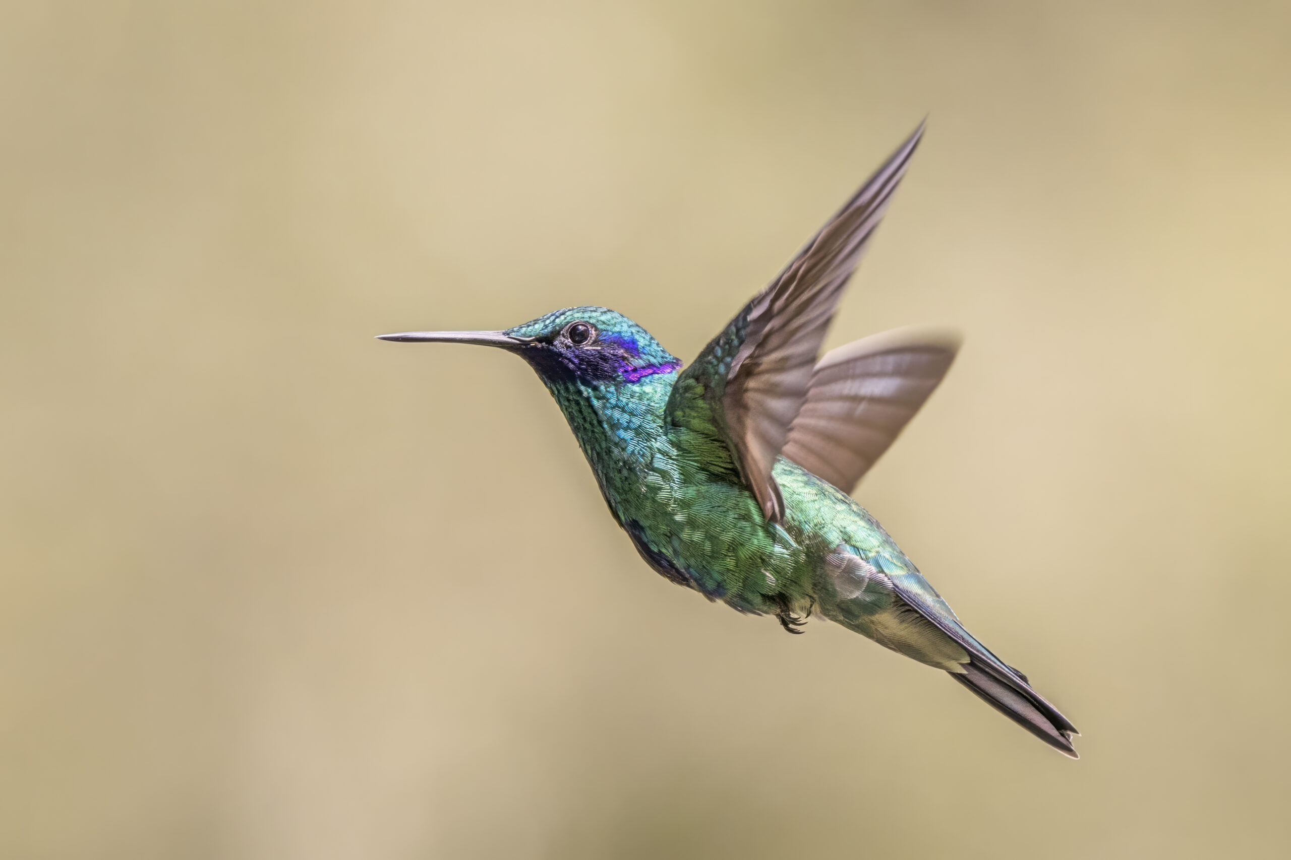 kolibřík modrolící (Colibri coruscans)