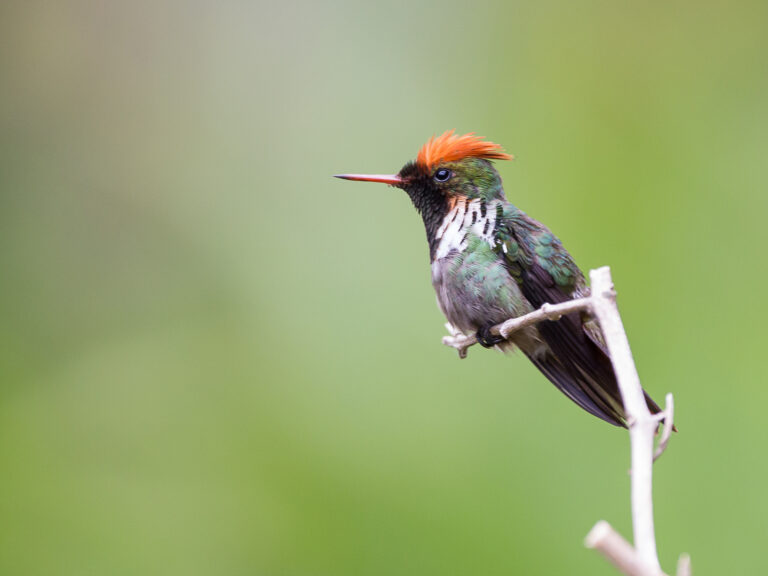 kolibřík nádherný (Lophornis magnificus)