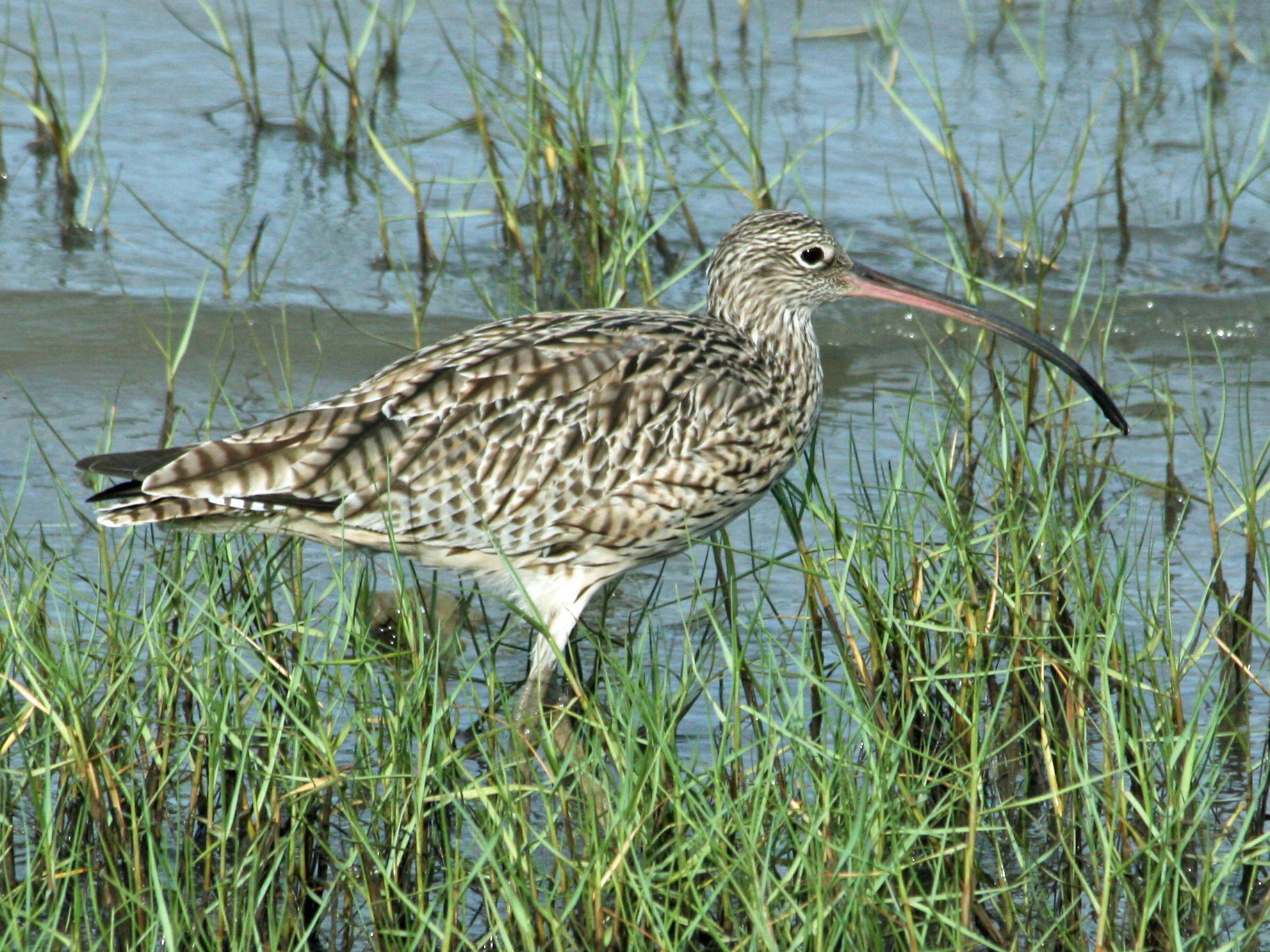 koliha východní (Numenius madagascariensis)