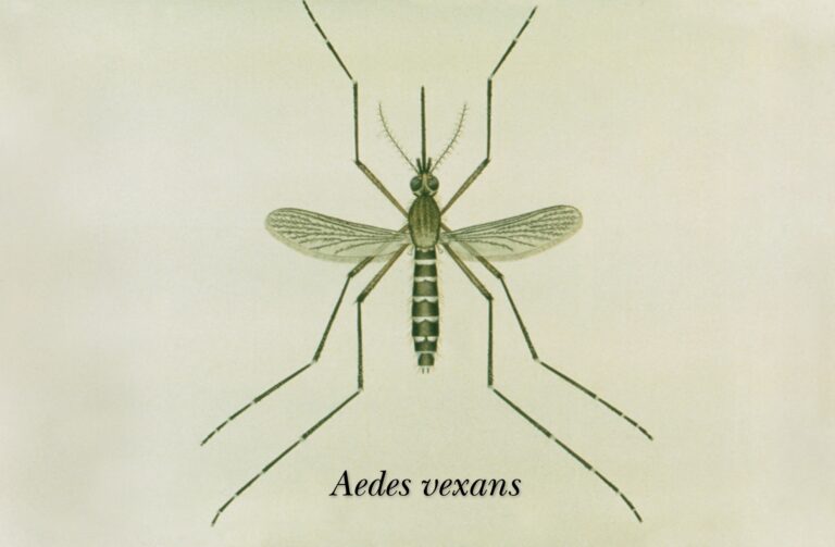 komár kalamitní (Aedes vexans)