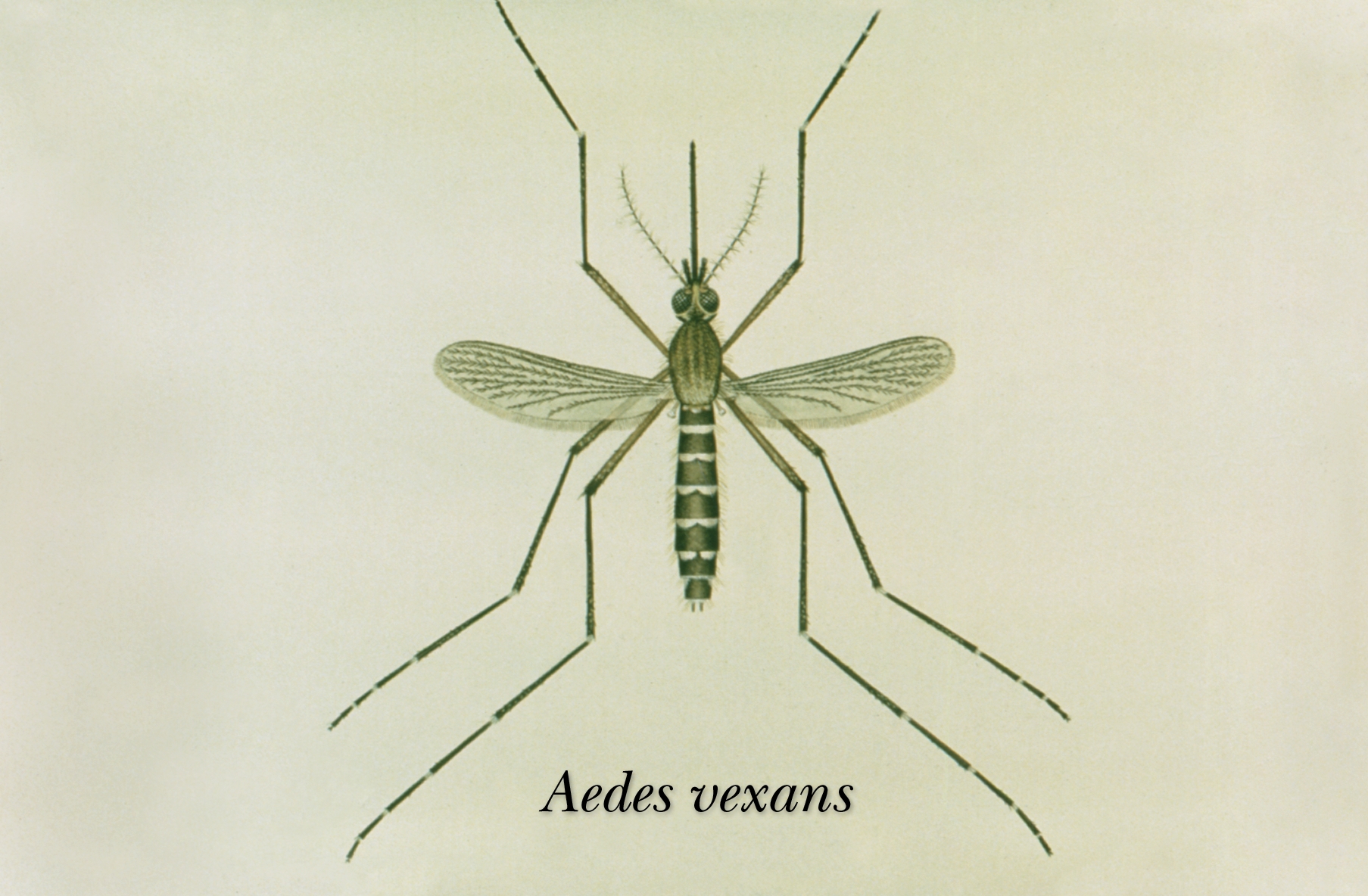komár kalamitní (Aedes vexans)