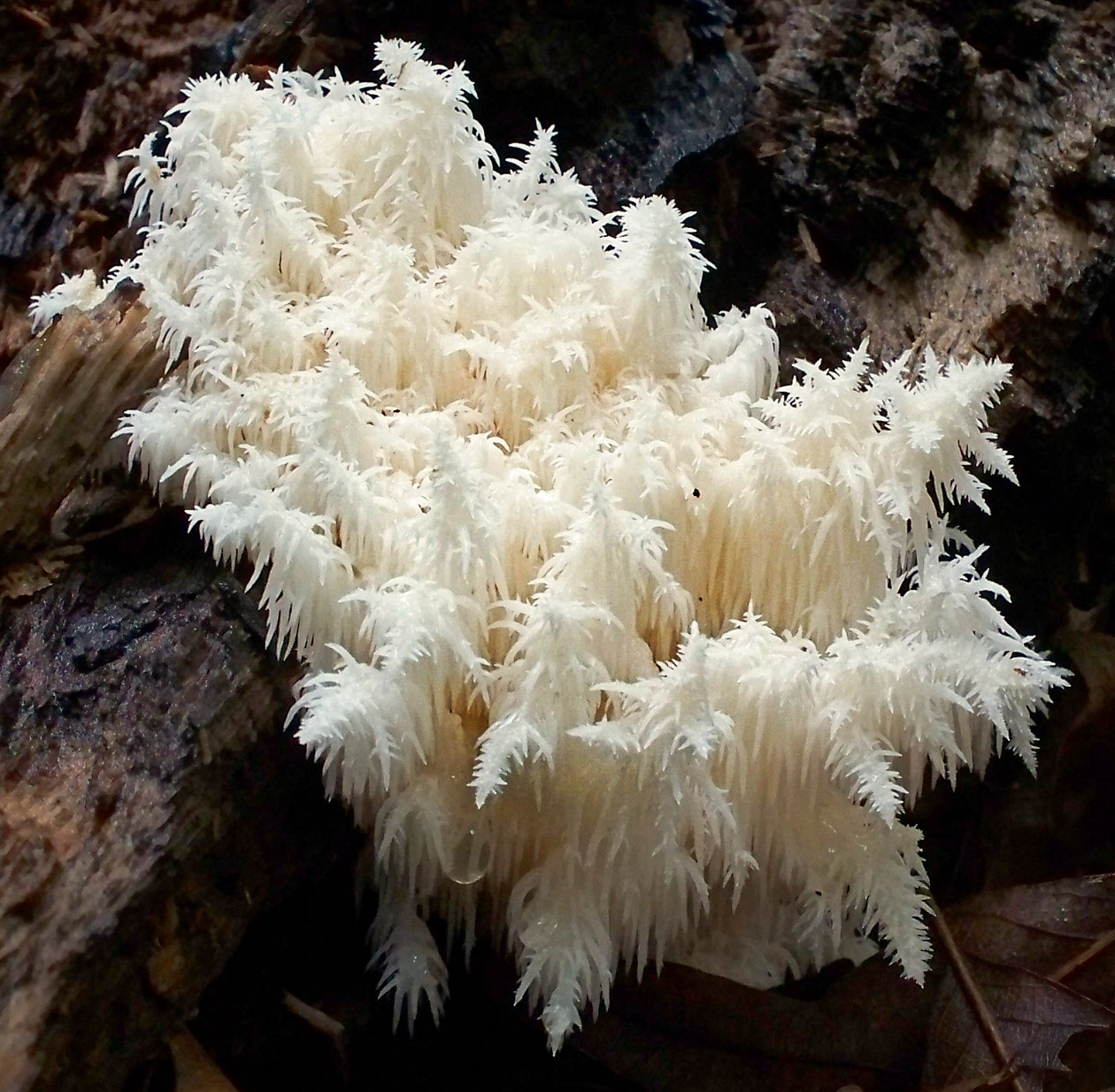 korálovec bukový (Hericium coralloides)
