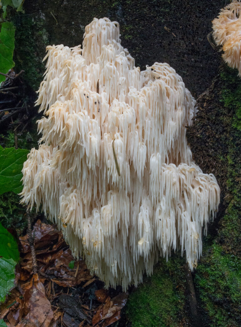 Korálovec jedlový (Hericium flagellum)