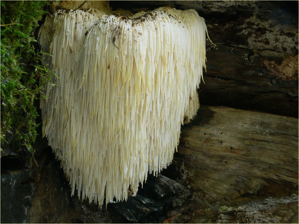 Korálovec ježatý (Hericium erinaceus)