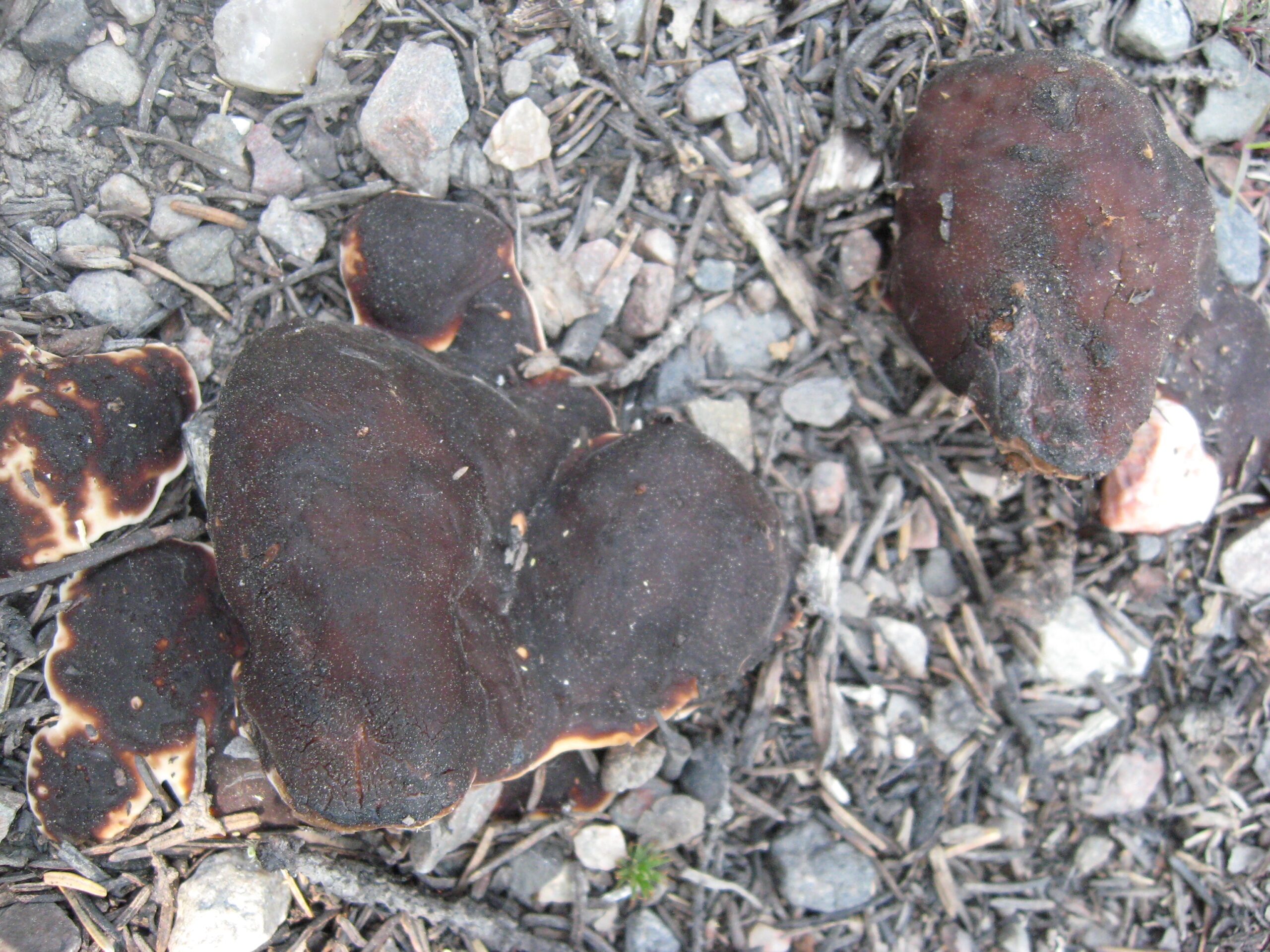 kořenitka nadmutá (Rhizina undulata)