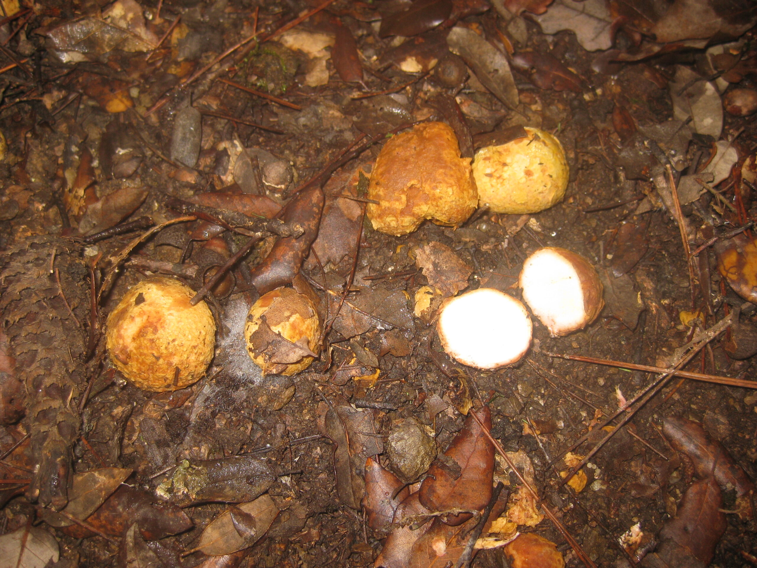 kořenovec načervenalý (Rhizopogon roseolus)