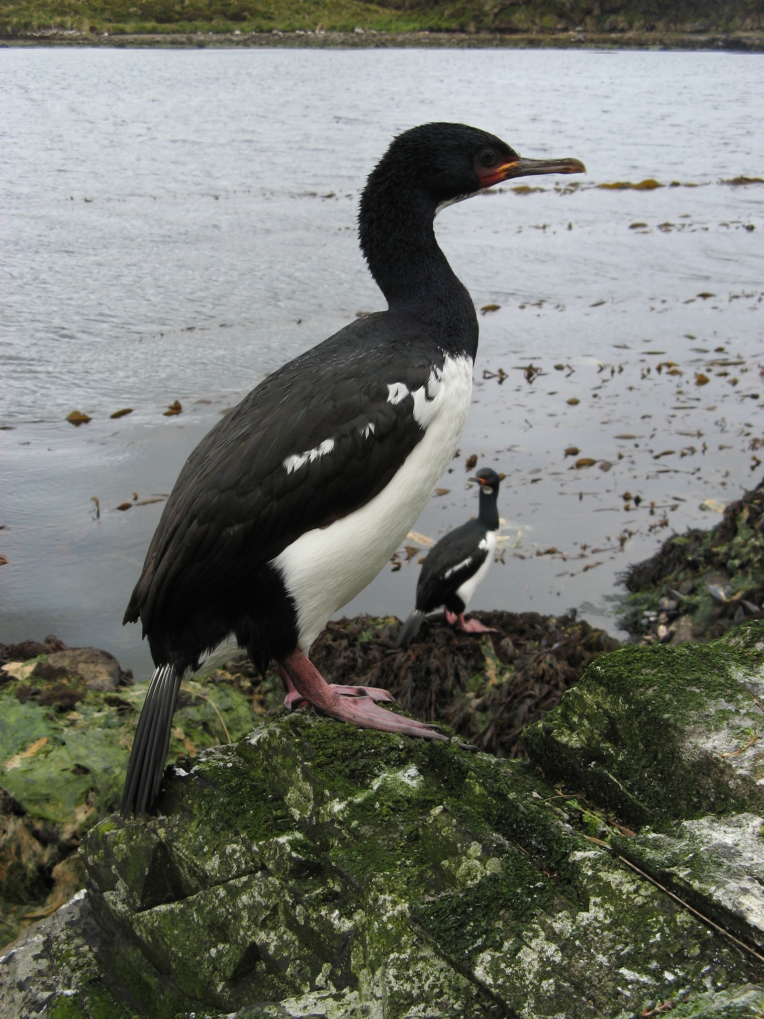 kormorán campbellský (Leucocarbo campbelli)