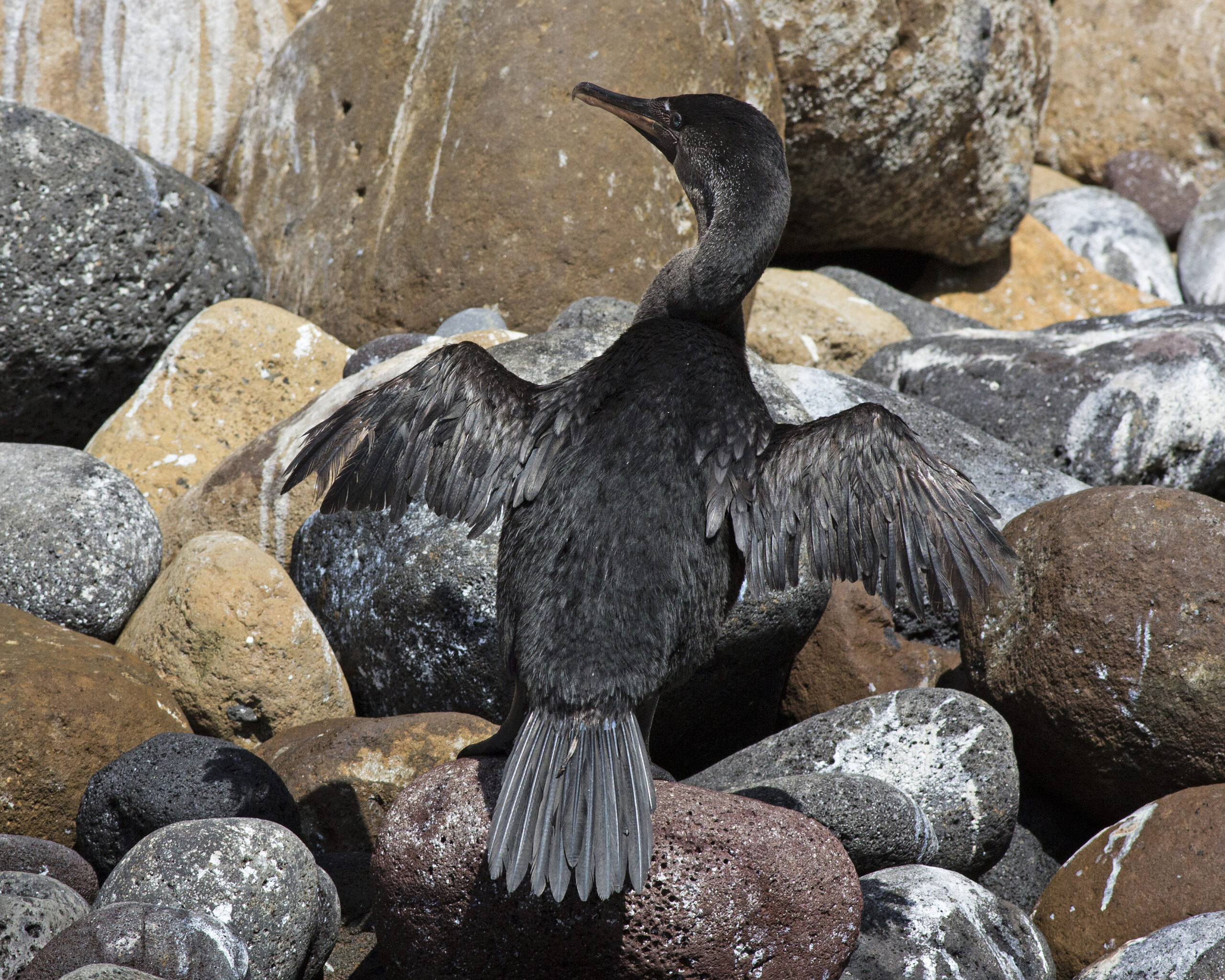 kormorán galapážský (Nannopterum harrisi)