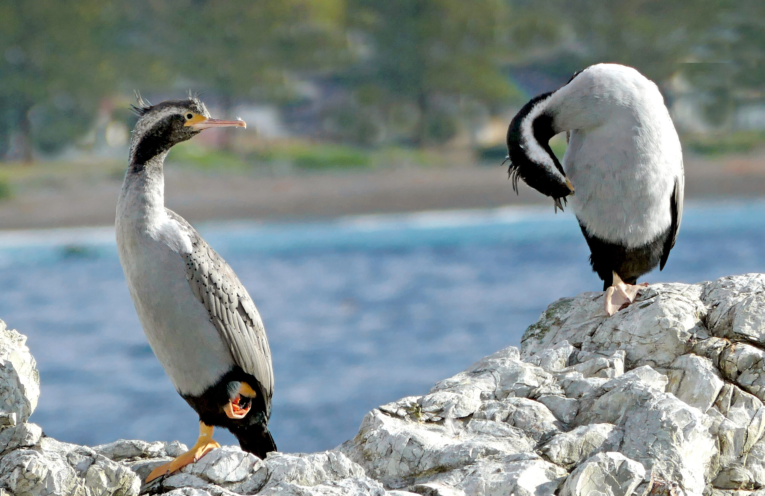 kormorán novozélandský (Phalacrocorax punctatus)