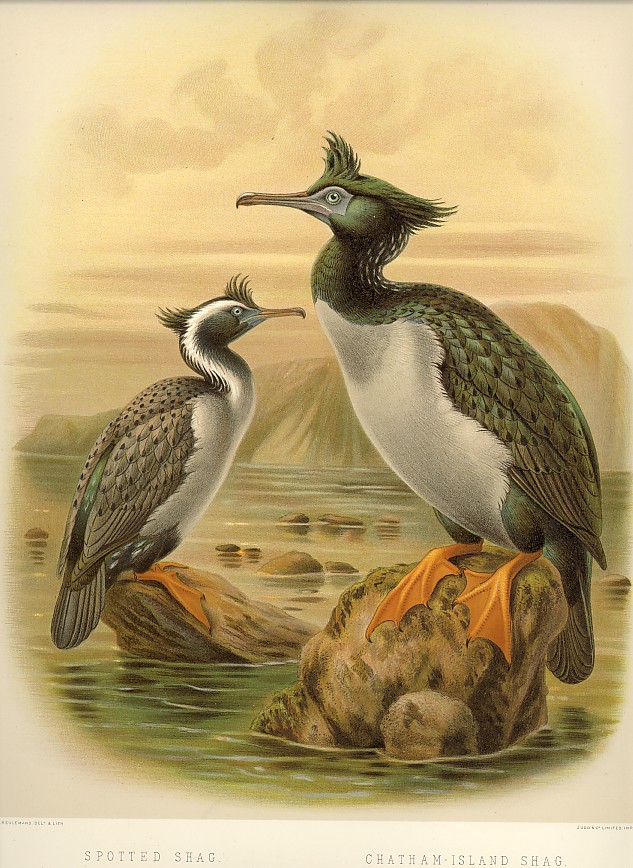 kormorán žlutonohý (Phalacrocorax featherstoni)